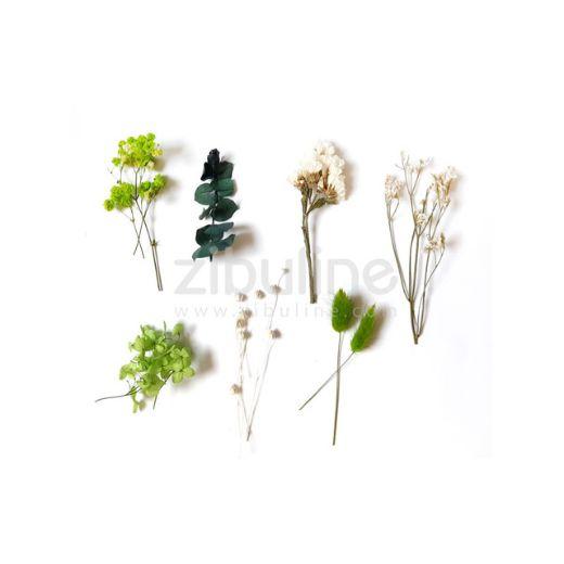 Fleurs séchées naturelle - camaïeu Vert - Zibuline - Scrap d'Enhaut